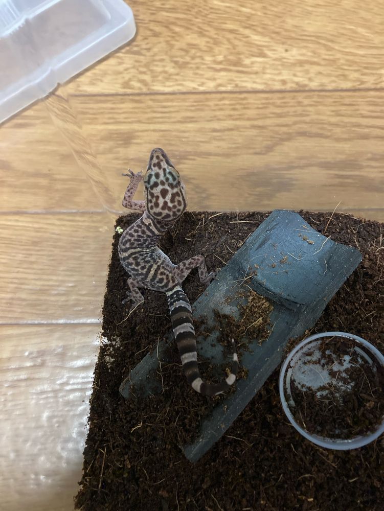 爬虫類　バワンリン　トカゲモドキ