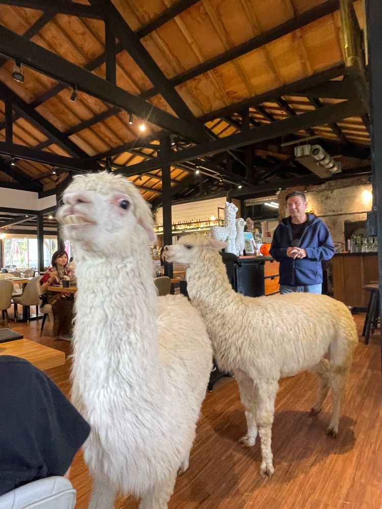 Two alpacas walking near tables/diners