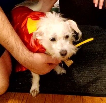 White dog w/Superman cape
