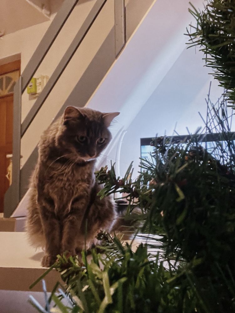 Mon chat regarde mon sapin de Noël avec un air machiavélique