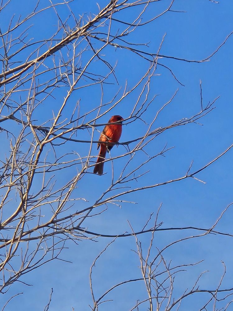 Red male cardinal bird perched in a barren tree. Bird is in focus and centered in the photo.