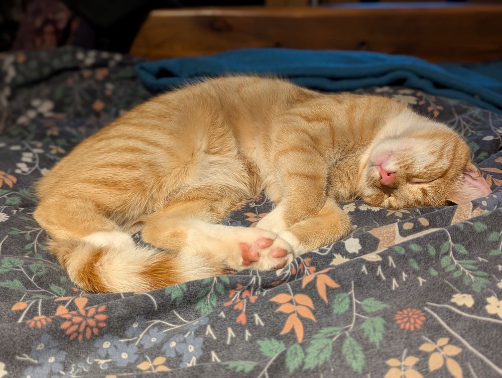 Our ginger cat, Heimerdinger, curled up on our bed sleeping. Which is where we'd all like to be on a Saturday morning! He's lying on his left side, facing the camera with his head upside down, and we can see his little toe beans. He's pale orange with darker stripes, and a pink nose. His tummy, neck and paws are white. 
The duvet cover is dark blue with flowers and leaves in orange, blue and green. 