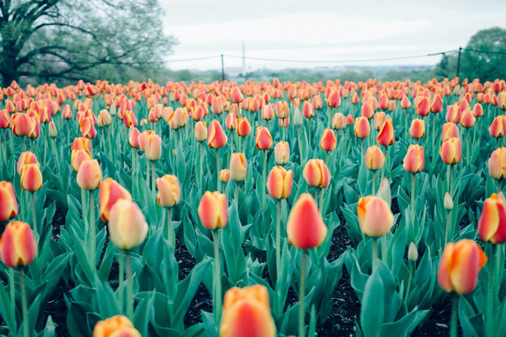 A vibrant field of orange and yellow tulips in full bloom during springtime in Washington, DC. The flowers stretch into the distance, with lush green leaves beneath and soft trees and power lines in the hazy background under an overcast sky.
