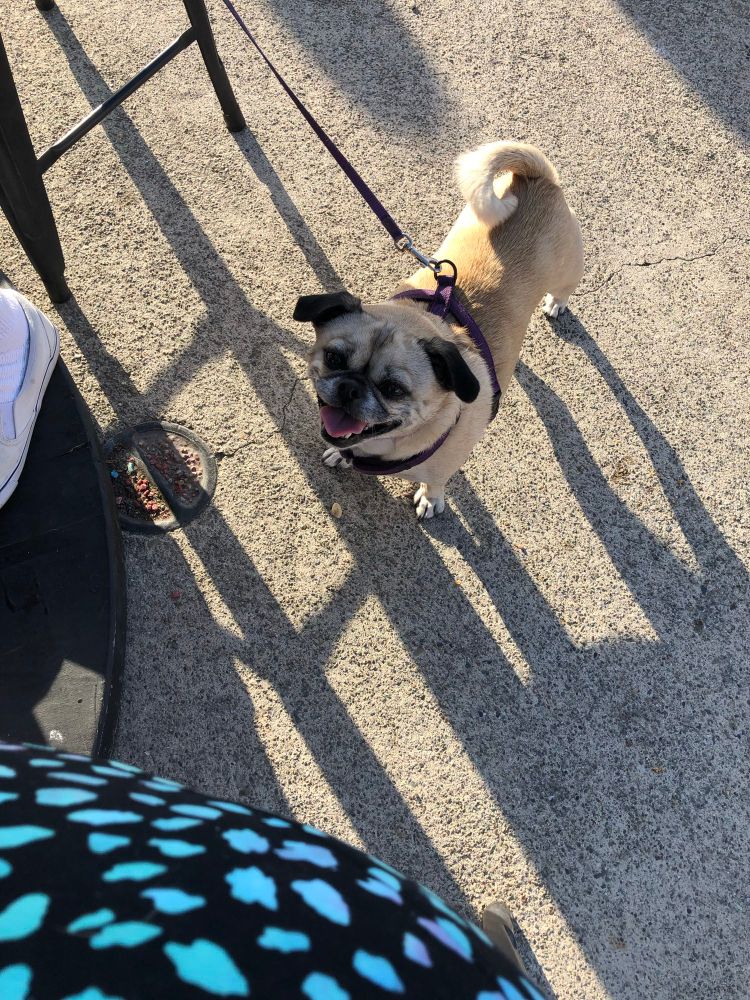 A very happy chihuahua pug mix
