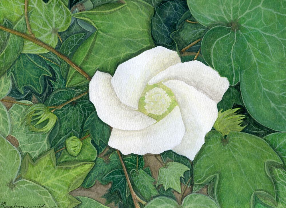 In the center of the painting is a white flower with a light green center. It has five petals and a white fluffy center below. It are various shades of green leaves from the same type of plant. It’s from a cotton plant. Many of the leaves are a solid color of green with a lighter green veining. There are also a few immature bolls of cotton.