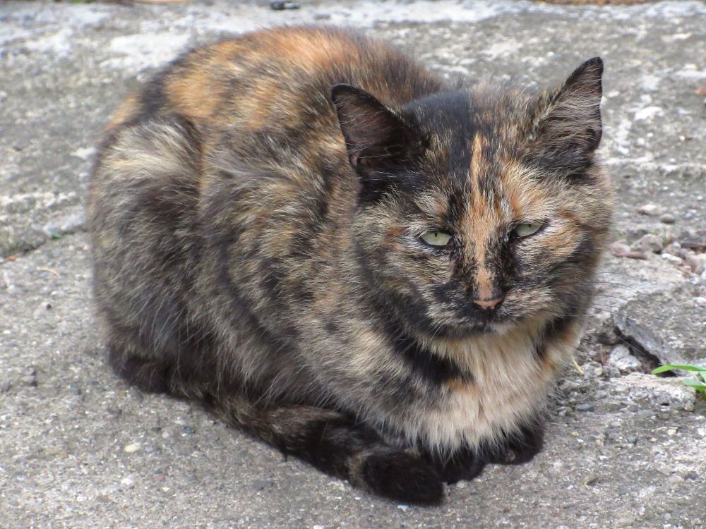 Noah's mom has green eyes and brown and yellow fur.