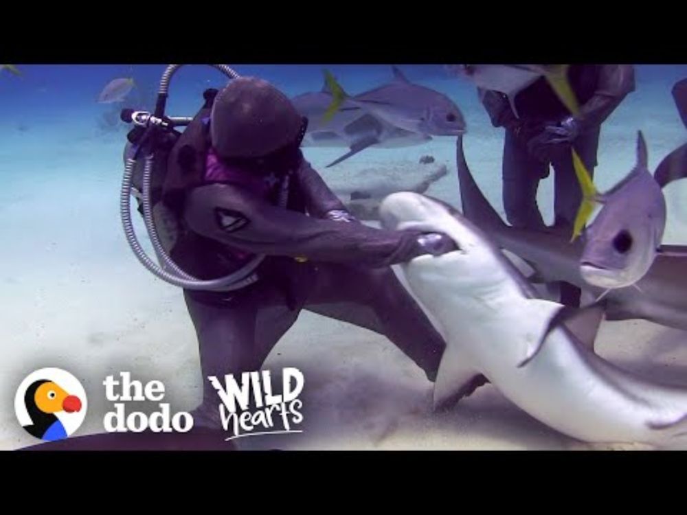 Woman Has Removed Over 300 Hooks From Sharks' Mouths | The Dodo Wild Hearts