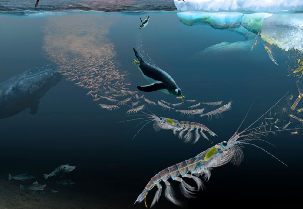 Antarctic krill can lock away similar levels of carbon as seagrass and mangroves | Imperial News | Imperial College London