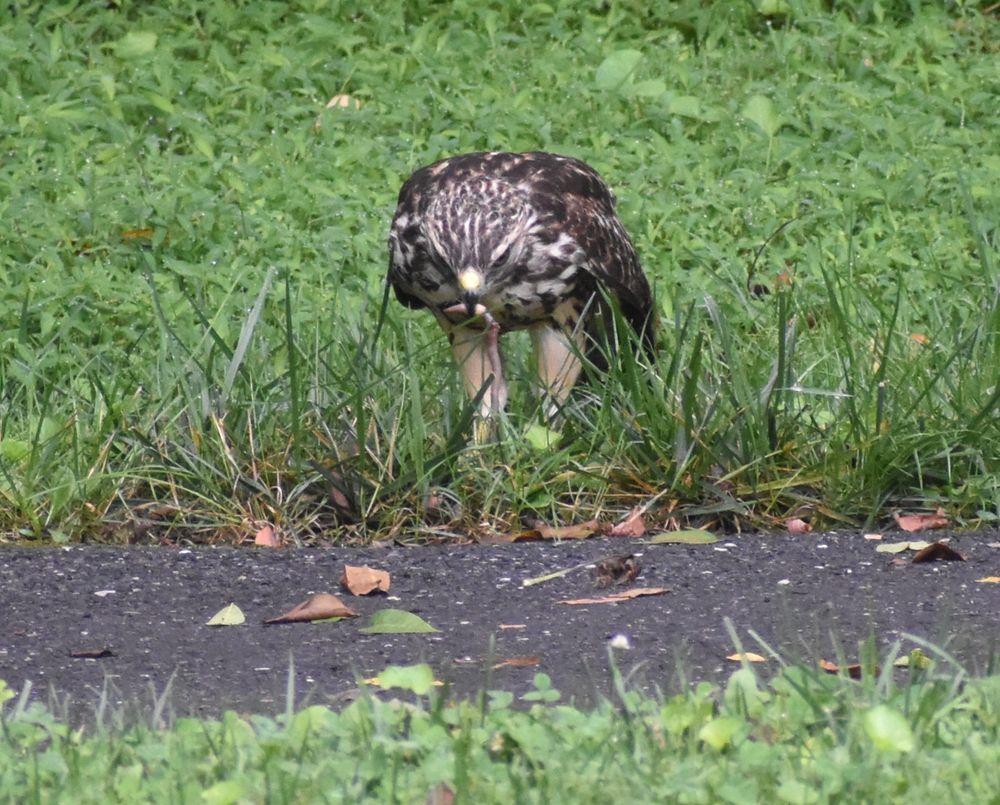 Top two-thirds of the square frame is a grass background. An asphalt path runs horizontally below the grass and then a thin band of green grass borders the bottom of the frame. Centered in the photo is a juvenile Red-shouldered Hawk with an earthworm dangling from its beak. The hawk is facing forward, the crown of its head prominent. It is mostly brown, mottled with lighter plumage. Both legs are full and pale yellow. Just above its beak there is a whitish circle that is bright against the brown.
