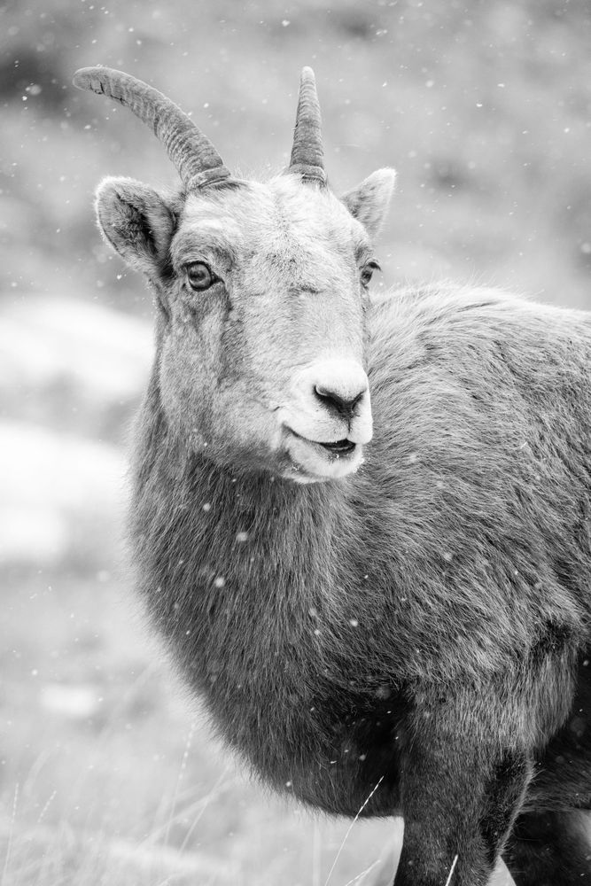 A portrait of a bighorn ewe in snowfall. Her head is turned towards the camera.