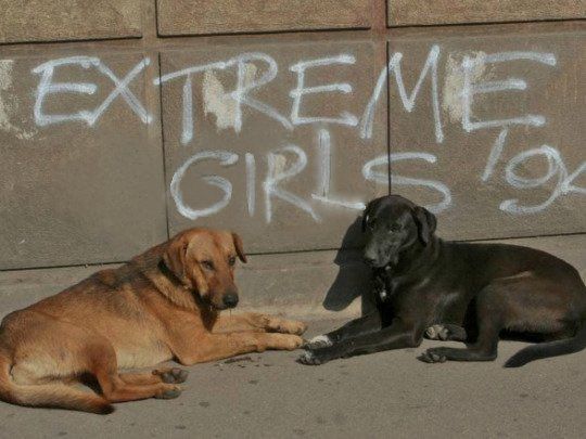 a photo of two dogs sitting in front of some white graffiti. The graffiti reads "extreme girls '94" 