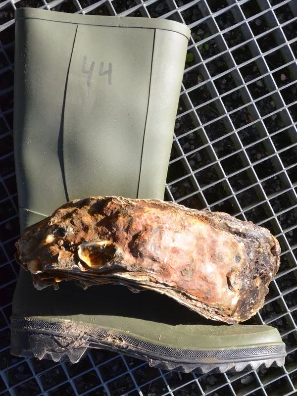 The giant oyster lays on a size 44 (European size) wellington boot.