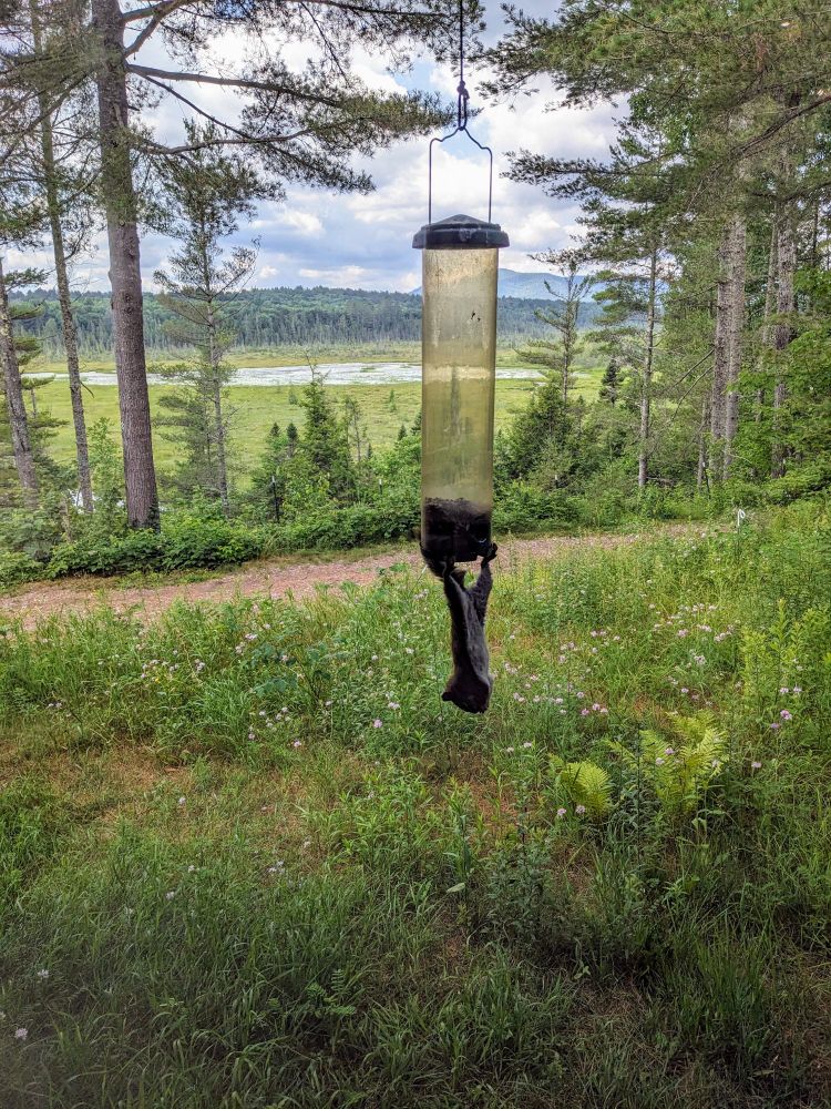 A red squirrel hanging upside down by its hind feet from a bird feeder, having a snack 