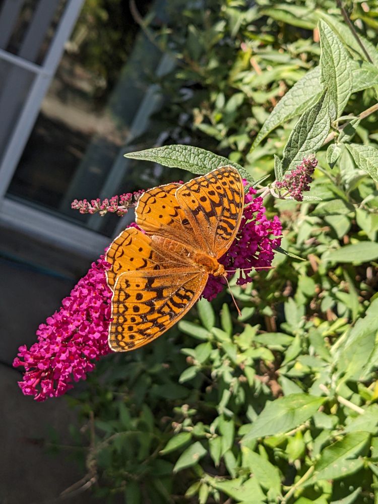 Fritillary on a butterfly bush 
