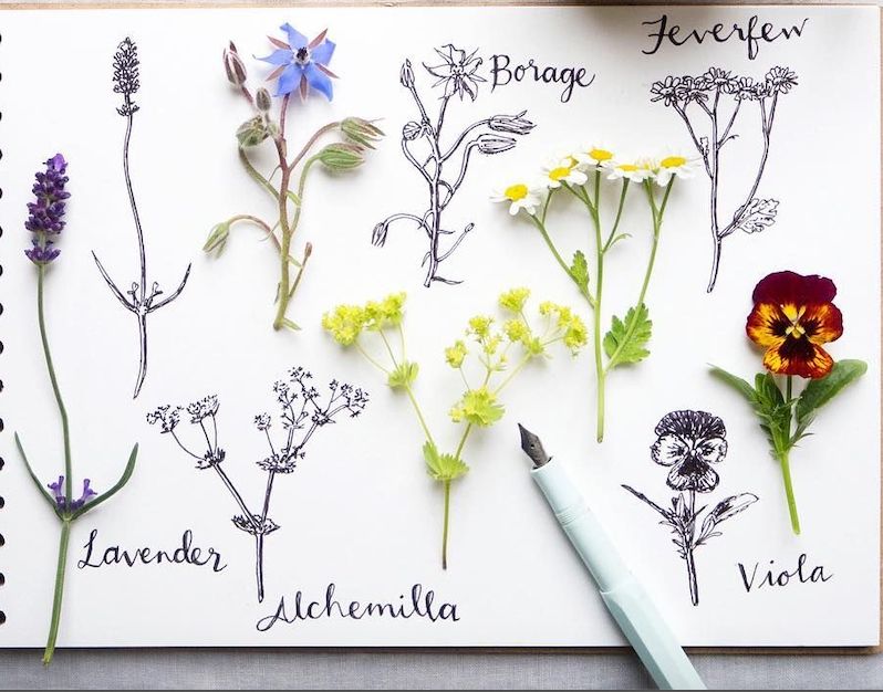 A selection of late spring garden finds and my illustrations of them & their names in calligraphy alongside.