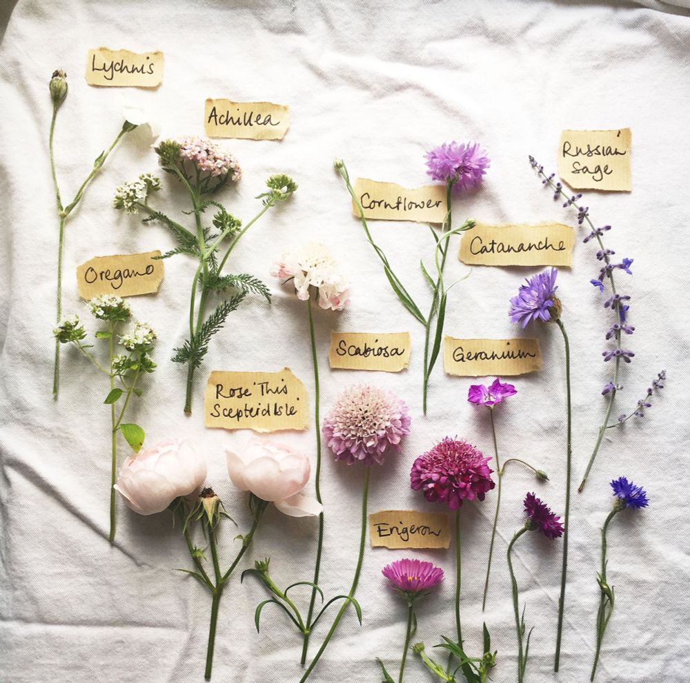 A selection of garden flower varieties that open in July-pinks, mauves & blues on a white linen background with hand-written botanical labels