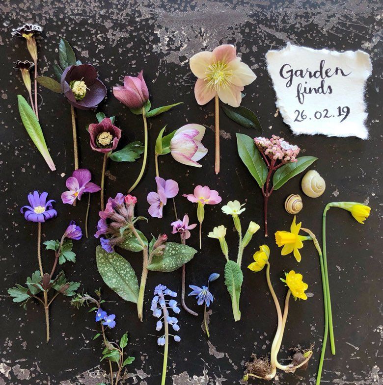 Floral garden finds from a very mild spell in February 2019