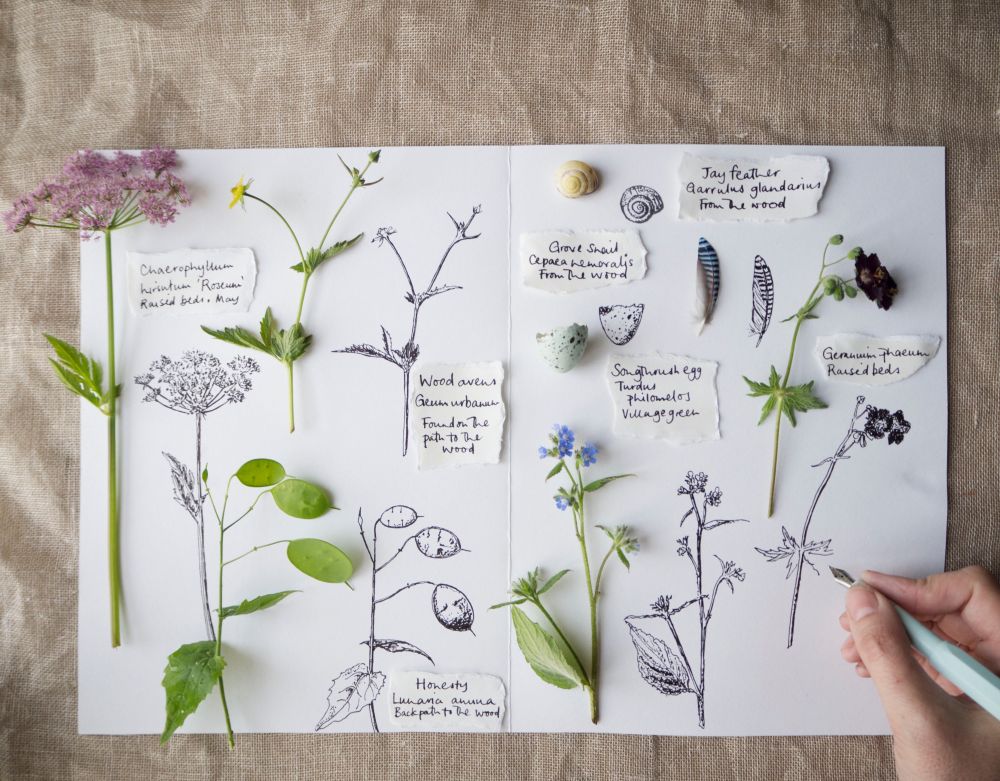 A series of nature finds & botanical specimens including Geranium phaeum,a song thrush's egg, empty grove snail shell & wood avens found on walks & in my garden during the summer, with my detailed drawings of them alongside