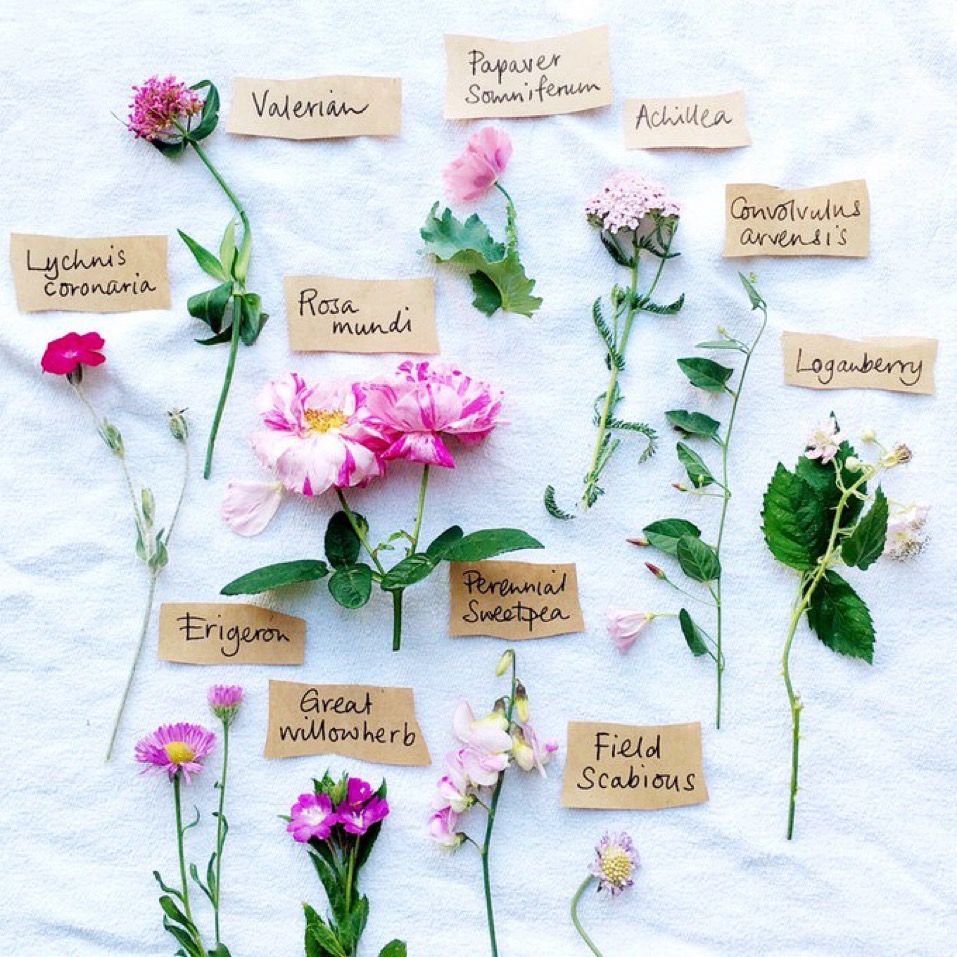 A collection of pink garden flowers with hand written labels on a white fabric background 