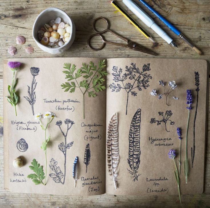A selection of autumnal nature and botanical finds, my illustrations of them and their names alongside on a double page spread of a sketchbook. Drawing materials and other small nature finds are nearby.