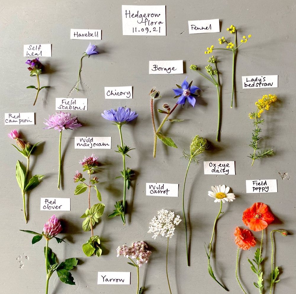 Garden and common hedgerow finds in Norfolk in September