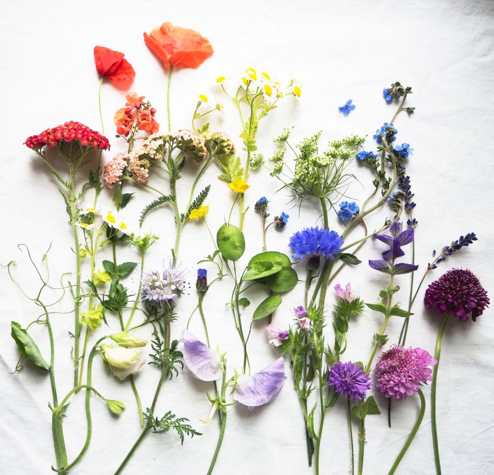 An rainbow arrangement of garden flowers placed on white fabric 