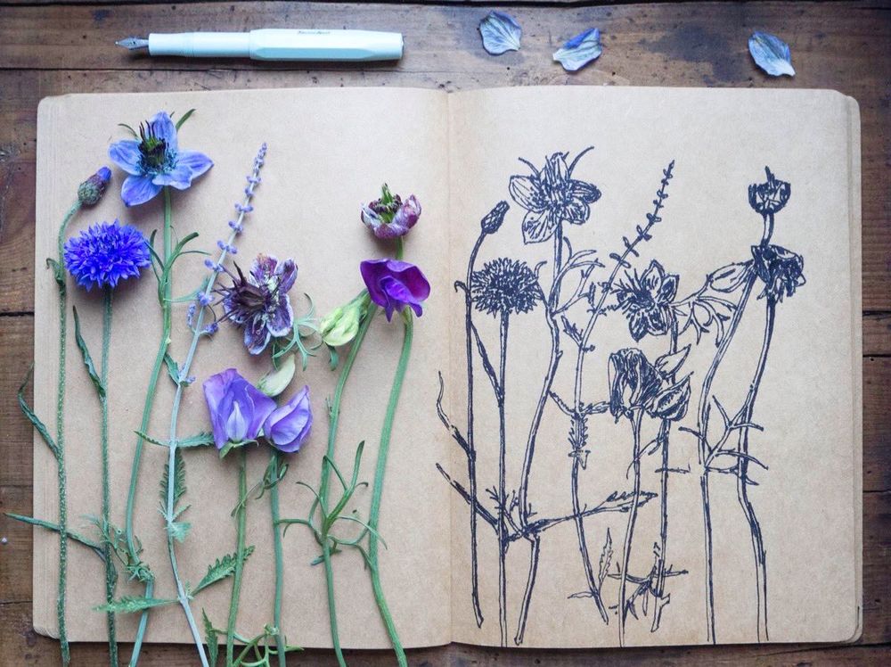 Cornflowers, Nigella, sweet peas and Russian sage in shades of blue, mauve and purple on one page of a sketchbook and my illustrations of them on the opposite page, along with the fountain pen I used to draw them nearby on a wooden table.