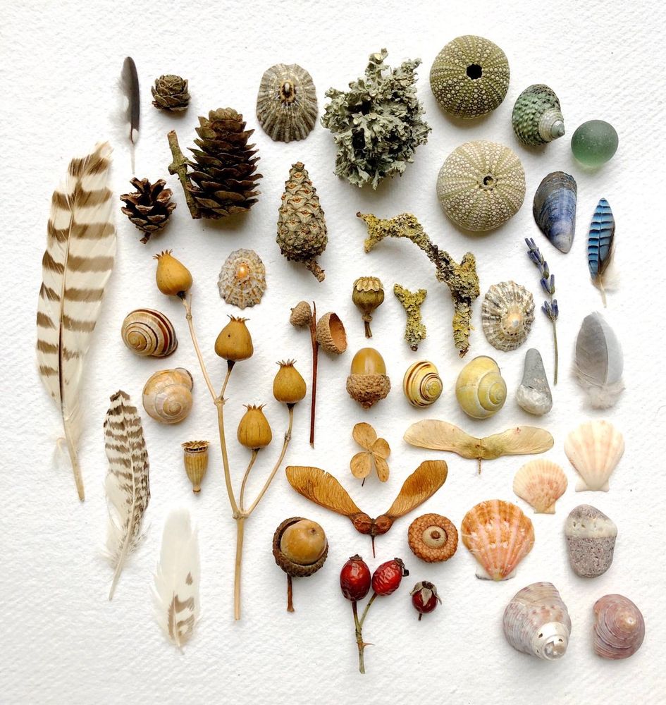 An autumnal collection of seedheads, feathers, shells, pebbles & other nature finds-my best-selling image