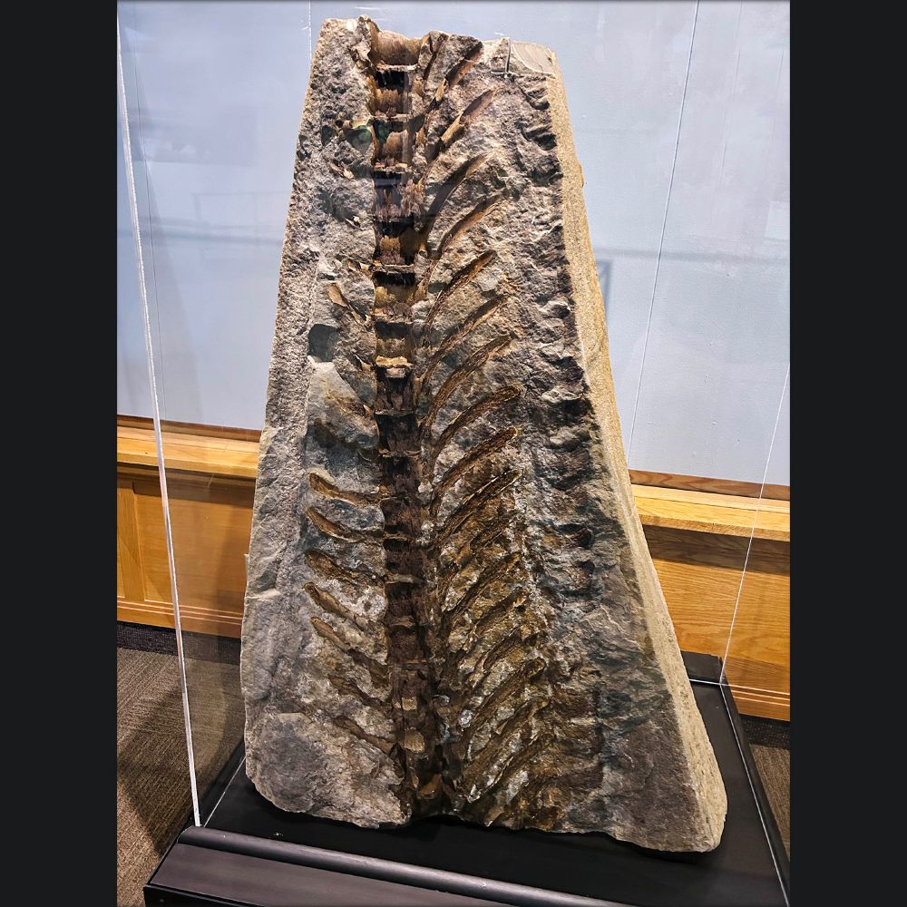Fossilized vertebral column and rib bones embedded in a large, triangular slab of rock on display in a museum exhibit case. The specimen appears to be from a prehistoric marine reptile or dinosaur, with visible rib structures extending outward from the central spine.