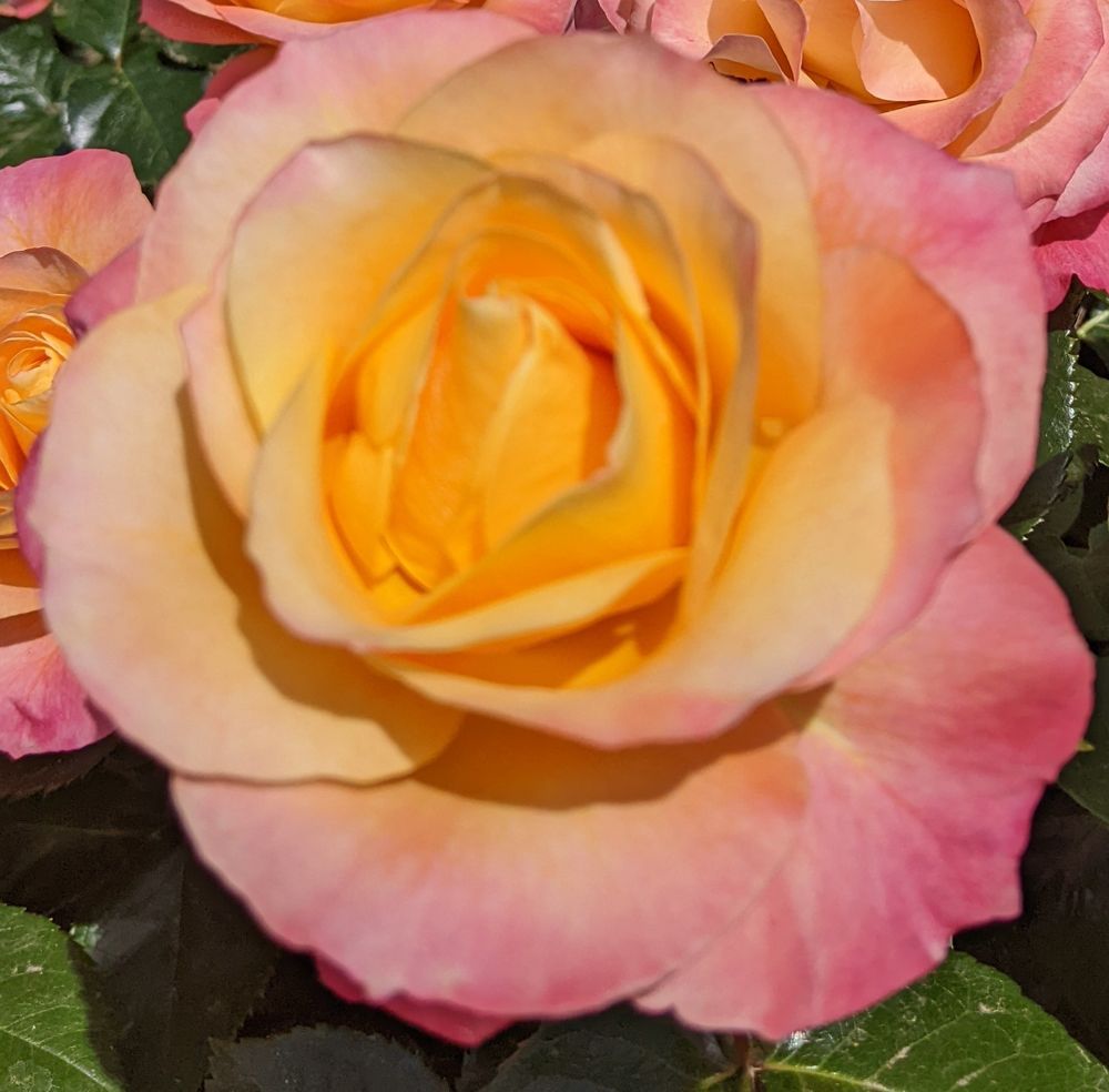 Comment image