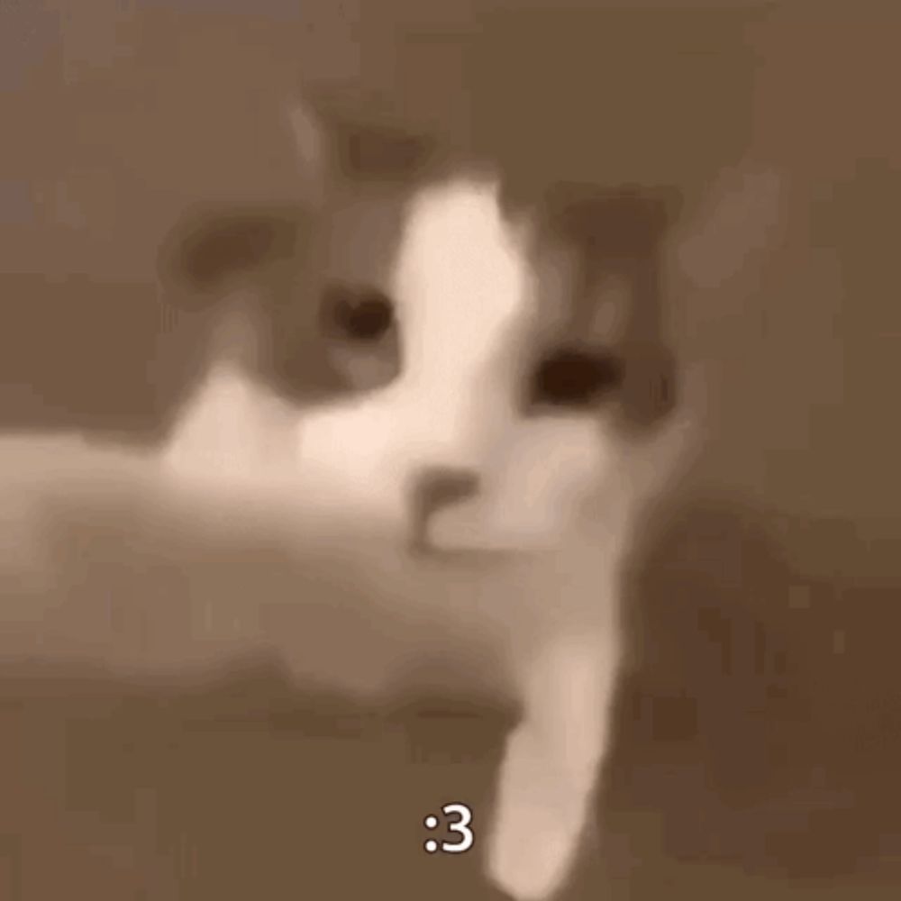 Cat Kissing GIF