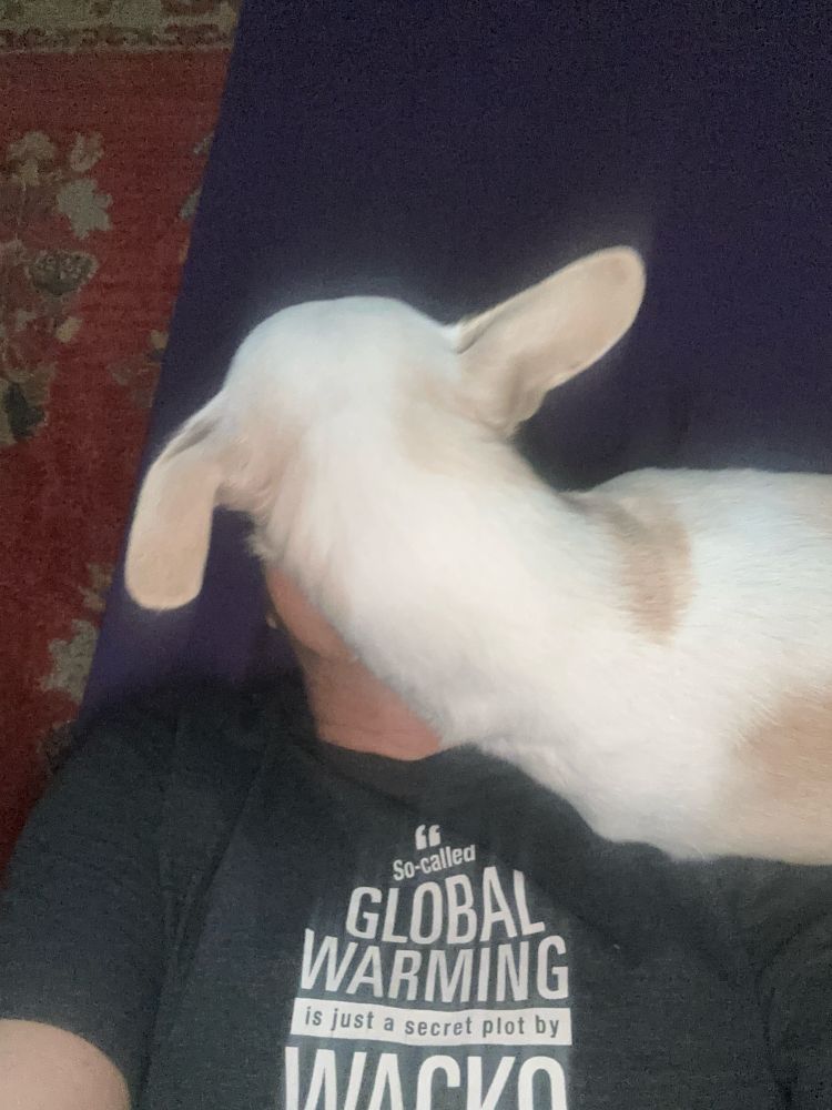 Back head and big ears of small white dog licking its owner’s face (not visible) 
