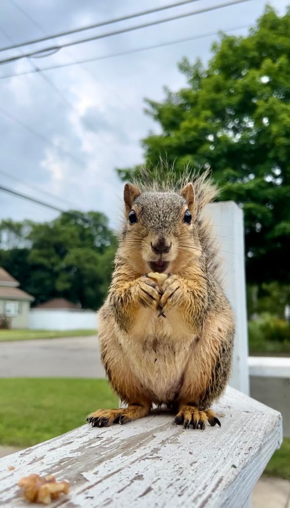 A fox squirrel holding a walnut on a porch railing 