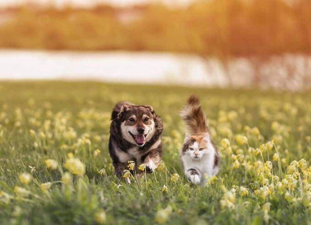 Entre le chat et le chien, qui est vraiment le plus intelligent ? - Edition du soir Ouest-France - 20/09/2024