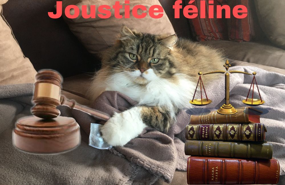 Photo montage de Marley avec une pile de livres, la balance de la justice dessus, et le maillet dans sa patte.