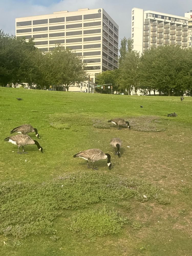 Canadian geese 