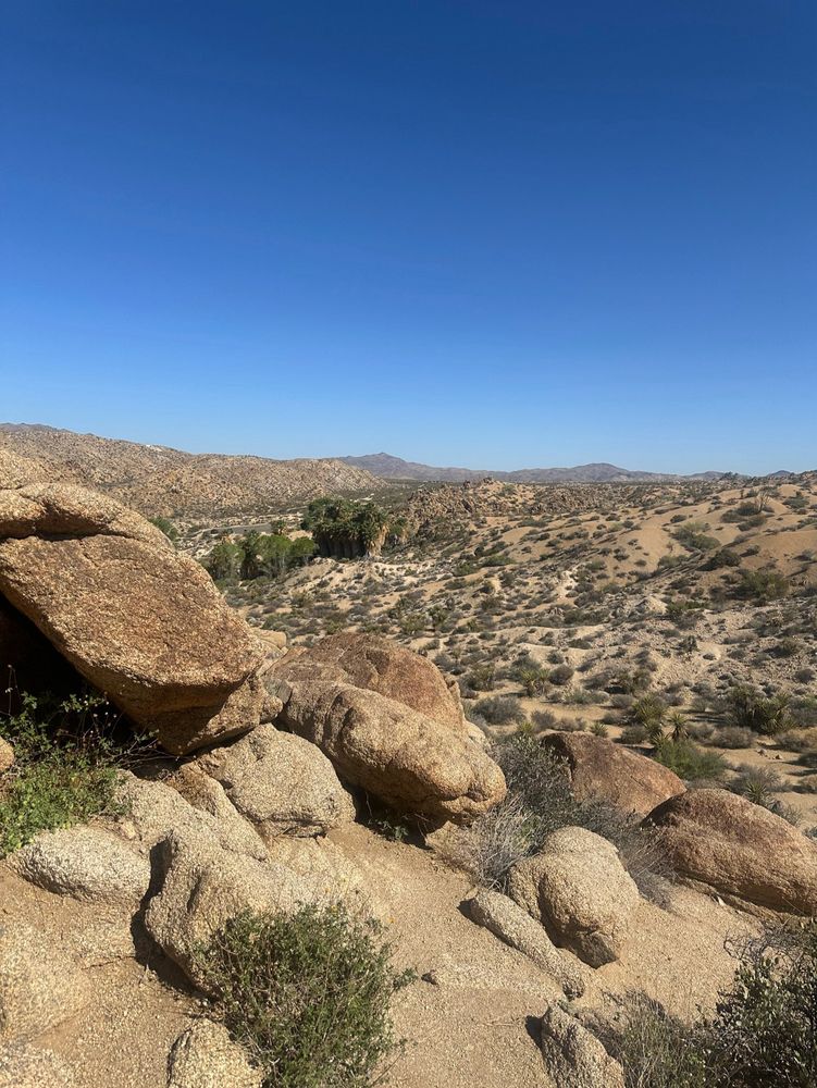 Desert scape in Joshua Tree National Park