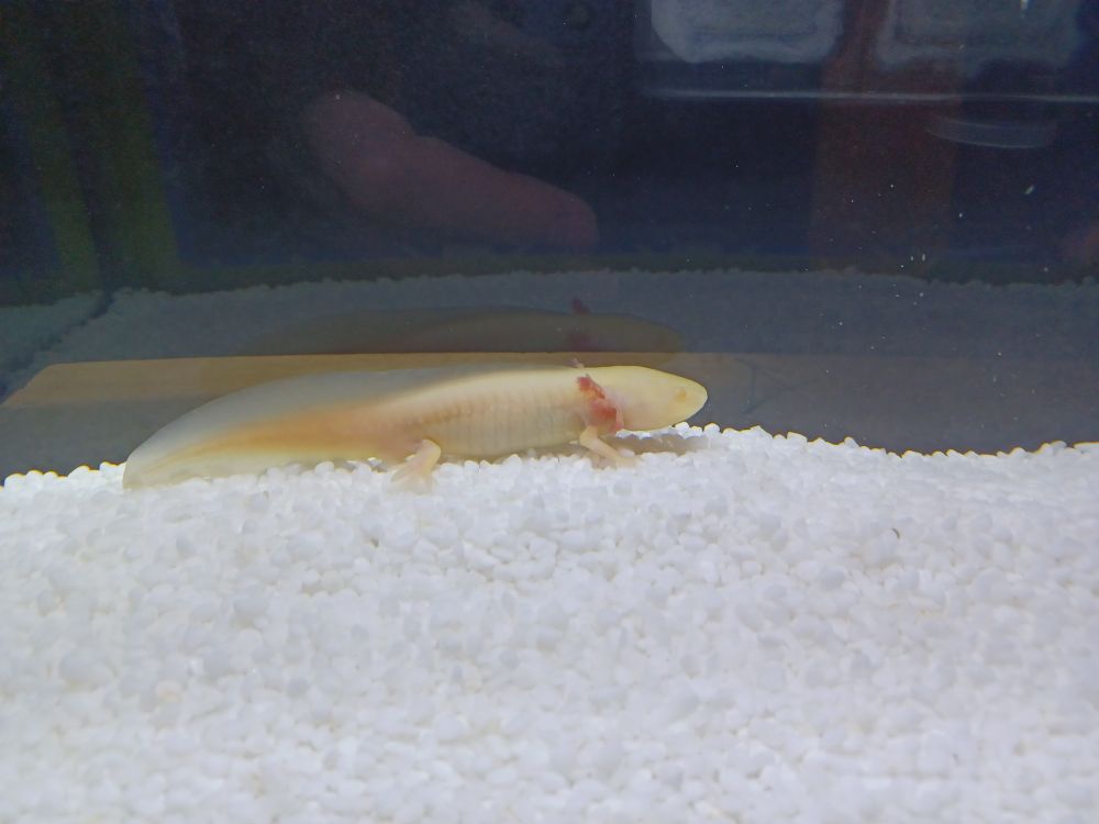 水槽にウーパールーパー