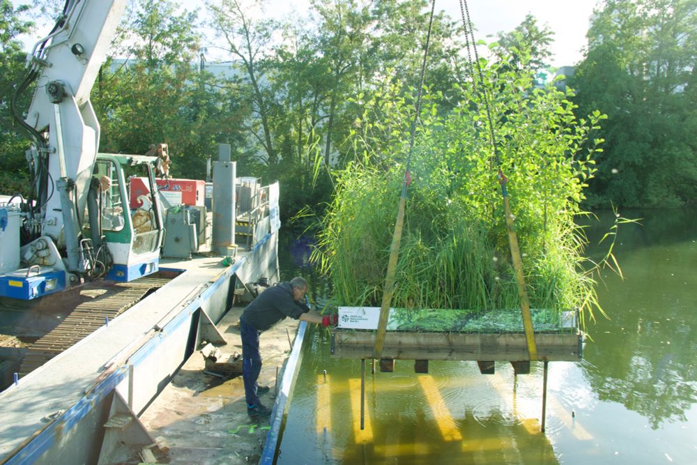 Ein große Box (3,5 x 2,5 m) mit Schilf und Erlen hängt an einem Kran und wird langsam in einen Kanal abgelassen.