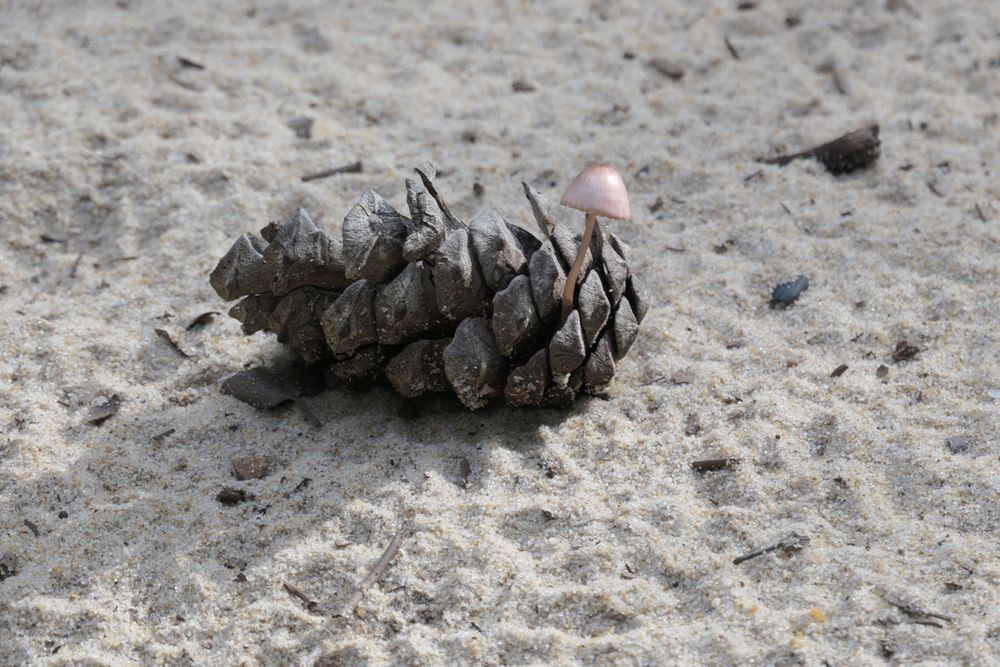 Fungus on a conifer cone