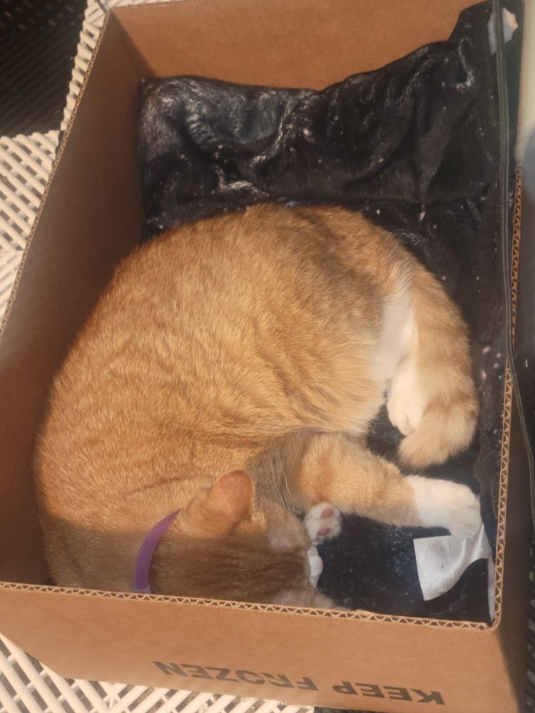 Orange and white cat in. Box