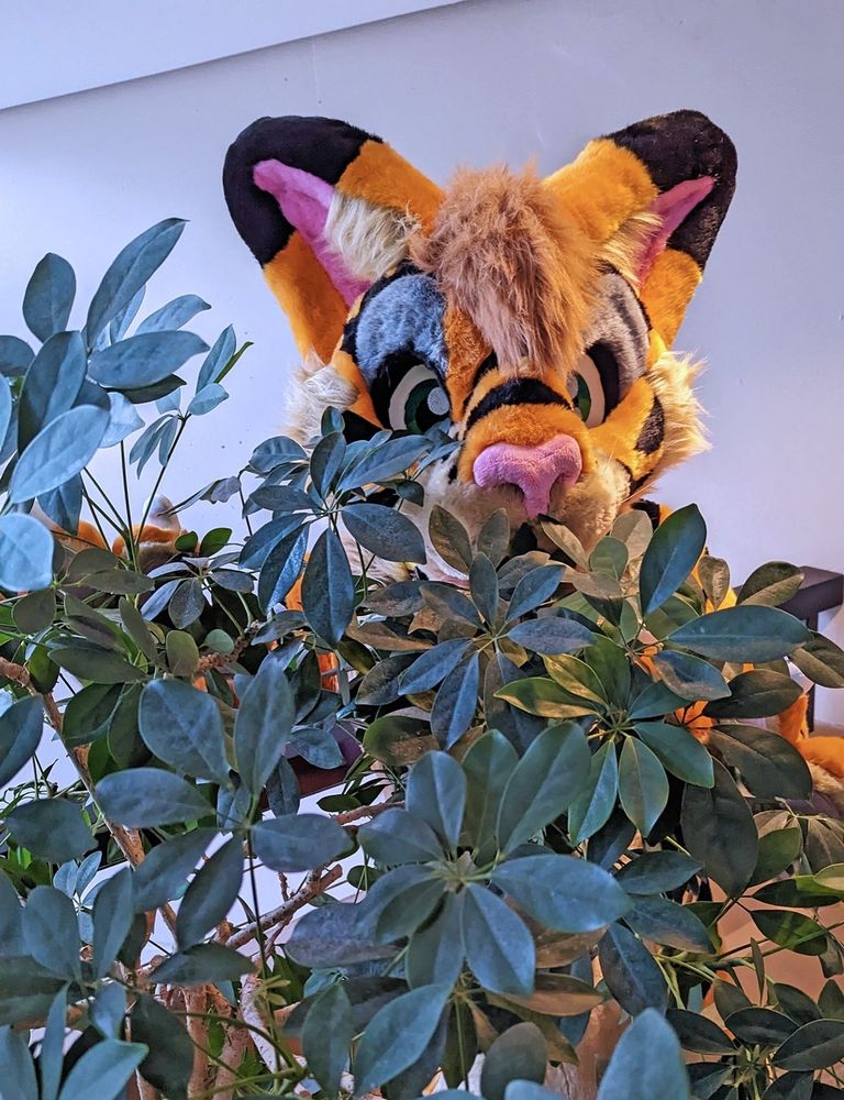 Mek is seen trying to hide behind a plant. Good try Mek.