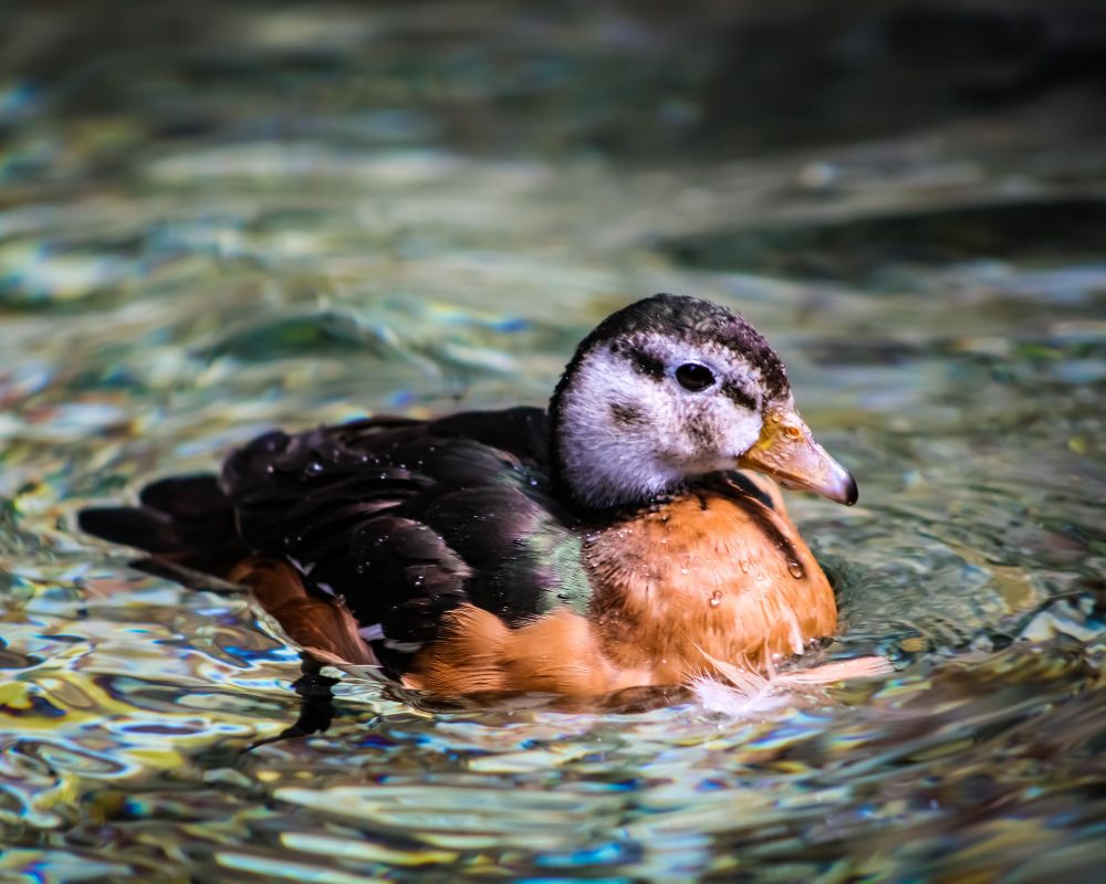 The Detroit Zoo, Royal Oak, Michigan 