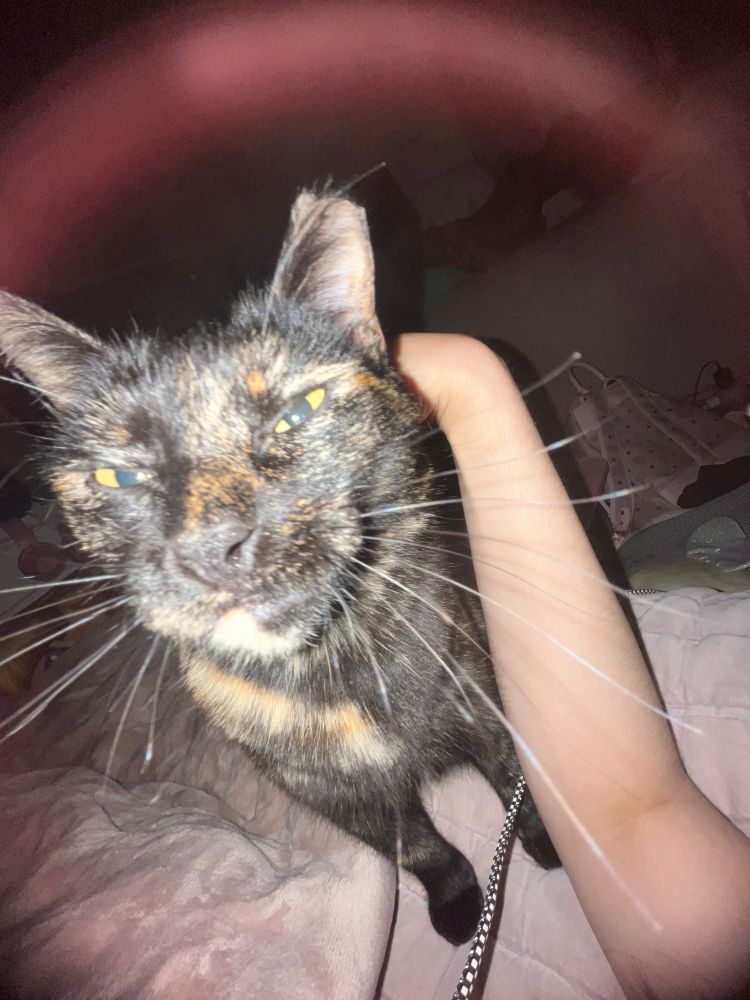 A tortie. An ominous halo surrounds them.

It looks like you're probably cooked. 