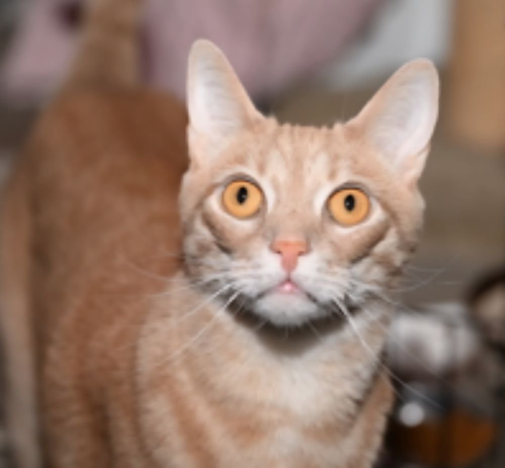 An orange cat, looking directly into the camera. 