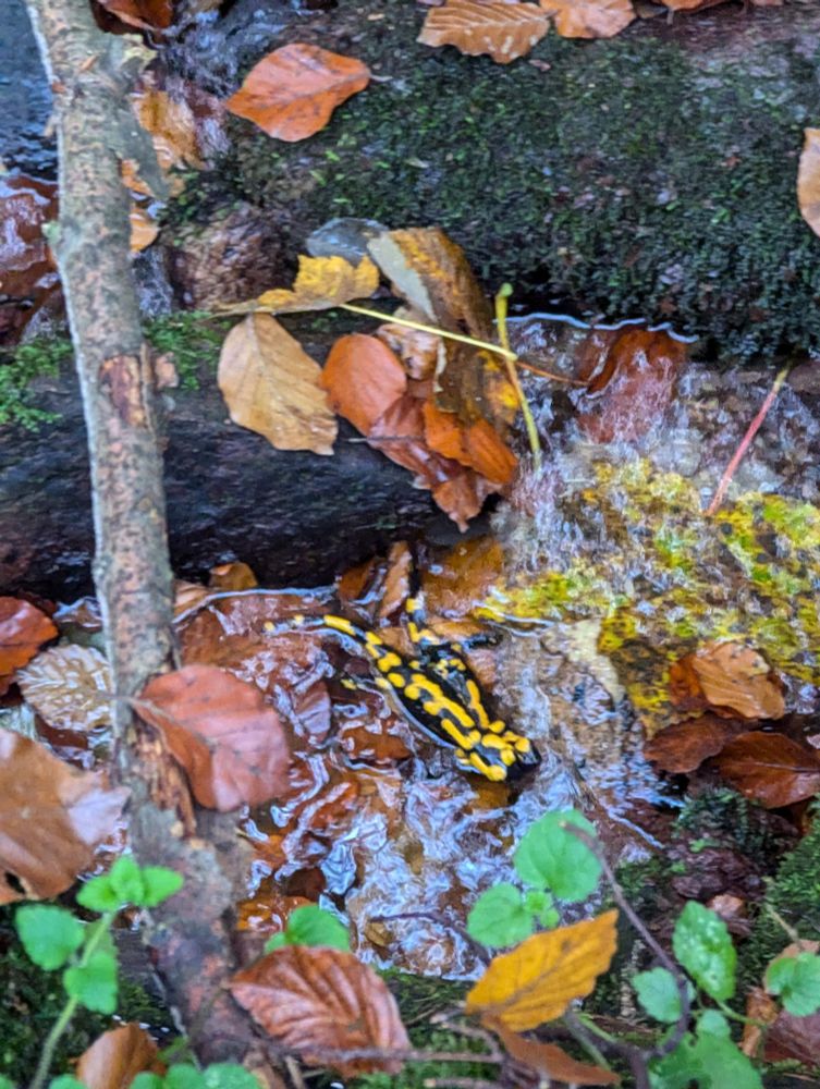 Paarung von Feuersalamandern