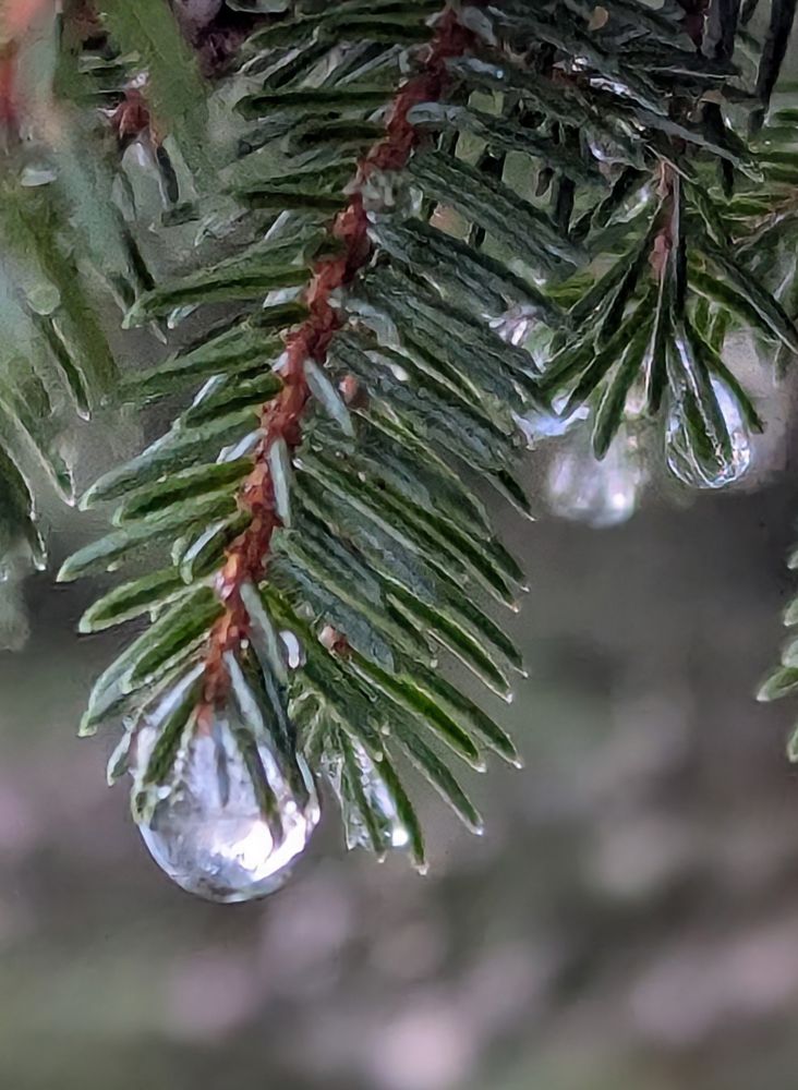 Fichtenzweige mit gefrorenen Wassertropfen