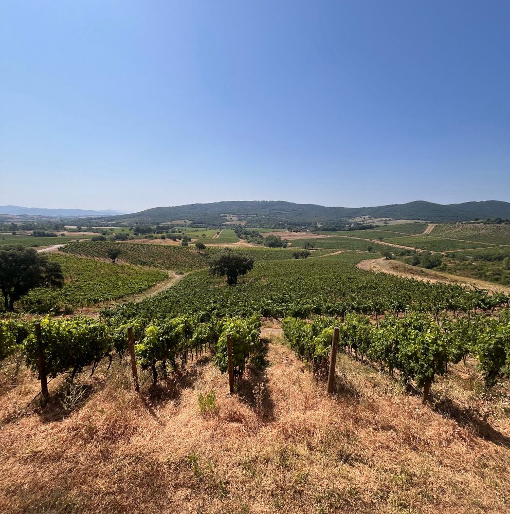 Rows of grapevines stretch across golden-brown hills at Rocca di Frassinello in Maremma, Tuscany. The vineyard lies under a wide blue sky, with scattered olive trees and wooded hills rising in the distance.
