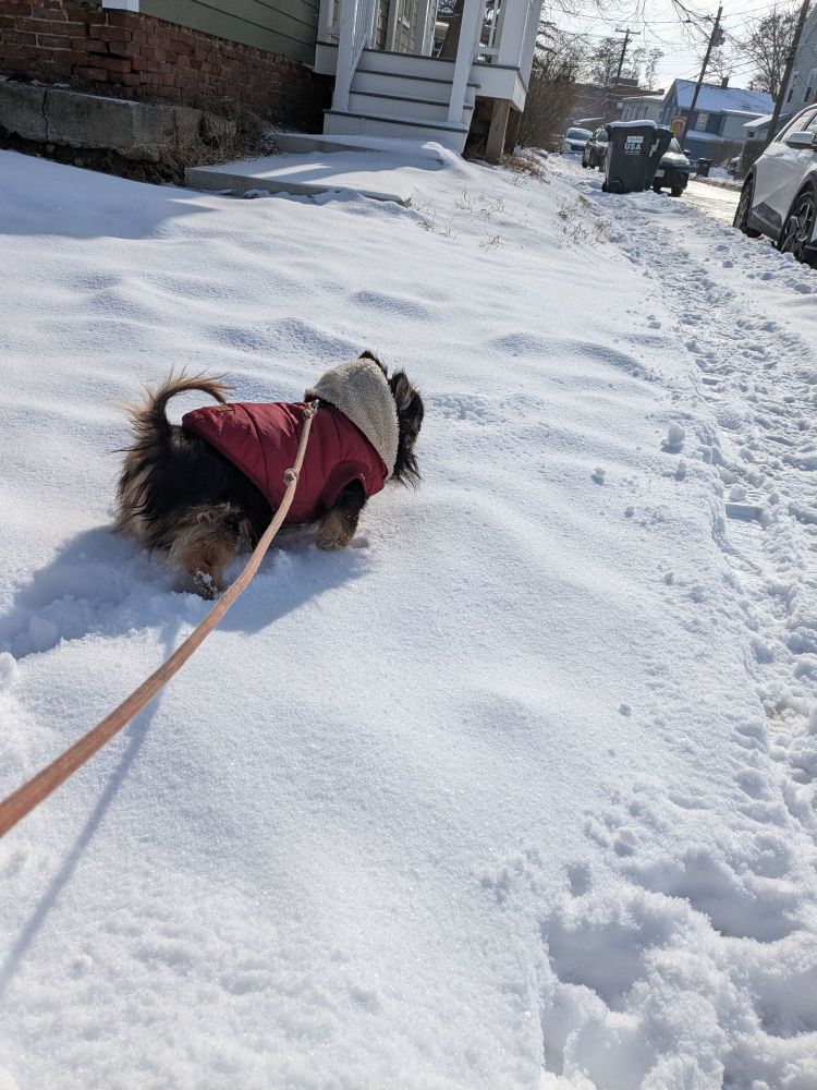 Small black and tan longhaired chihuahua in a red coat standing in fresh snow.