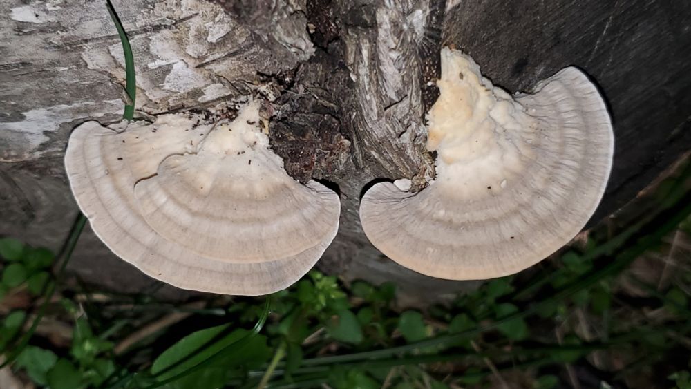 Two or three semicircle mushrooms on a log